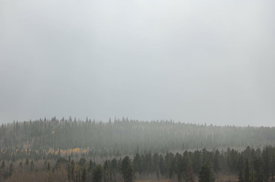 misty, forest, cloud, grey, conifers, nature, fog, woods, mysterious HD wallpaper