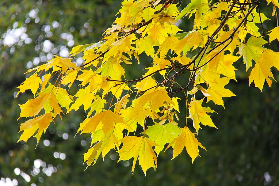maple, leaves, autumn, leaf, fall, season, red, yellow, orange HD wallpaper