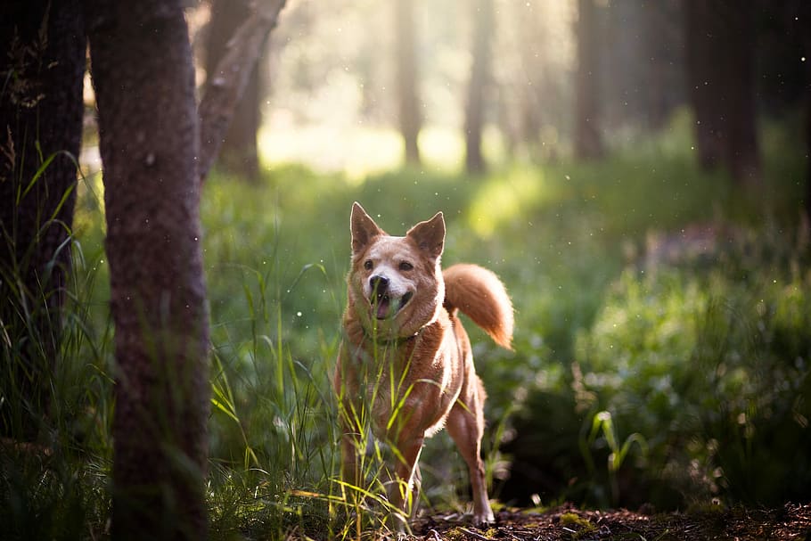 short-coated brown dog on green grass field, adult brown Finnish spitz in forest