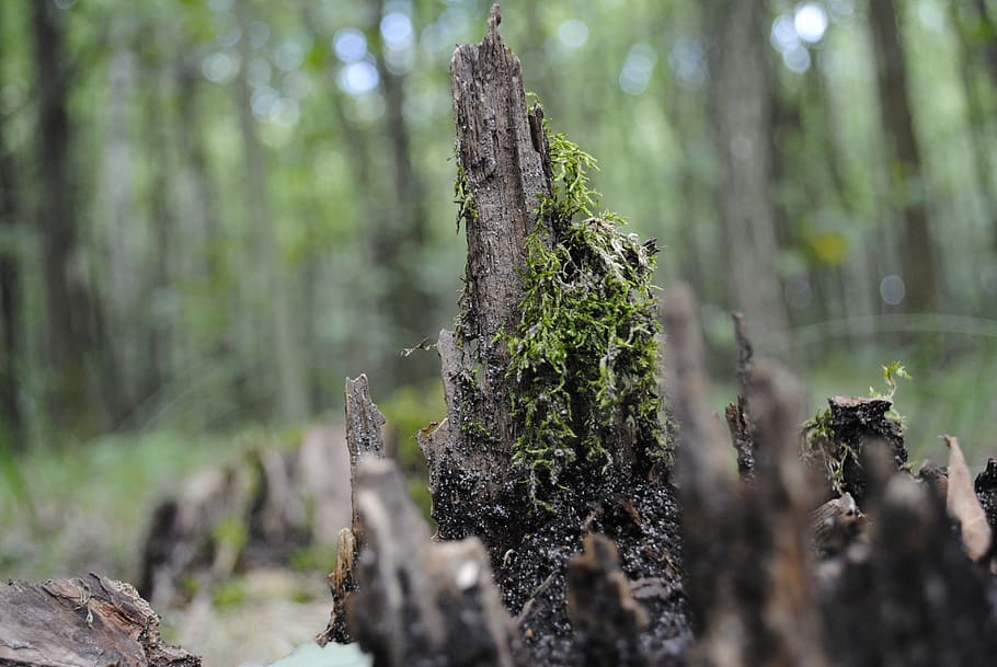 root, forest, tree, forests, nature, moss, plant, outdoors HD wallpaper