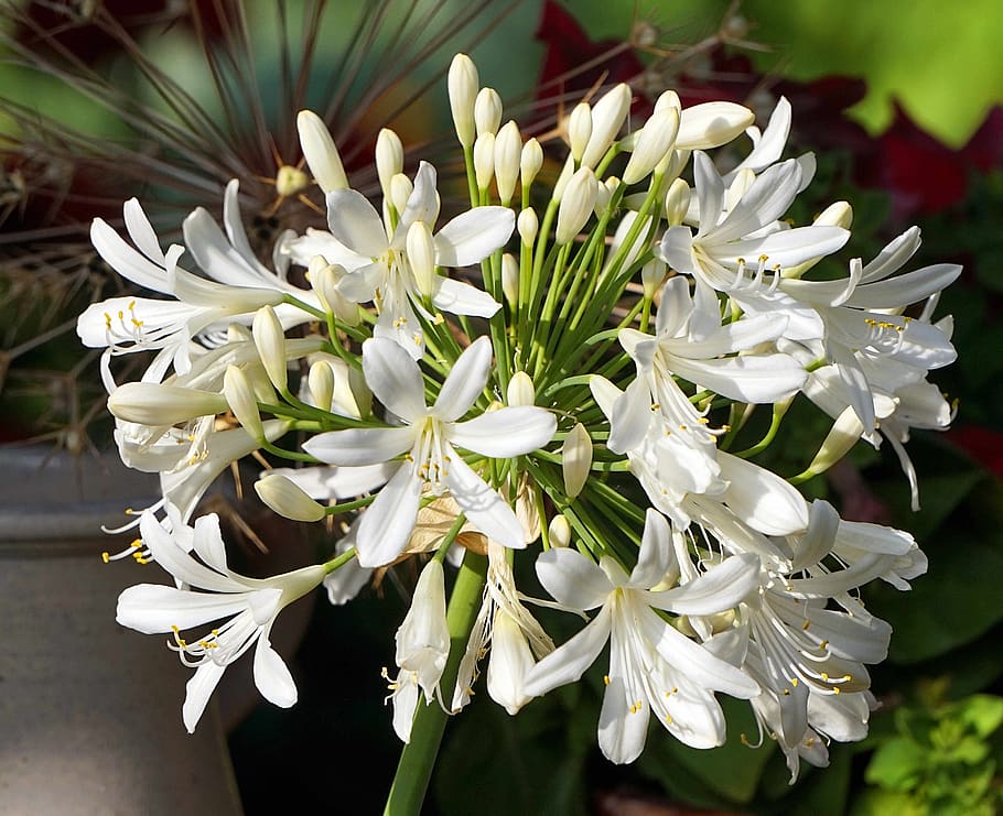 agapanthus, white, blossom, bloom, inflorescence, nature, flower