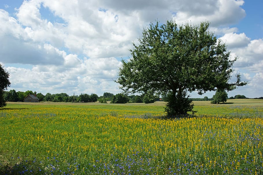 tree, flowers, meadow, nature, spring, blooms, flora, the delicacy HD wallpaper