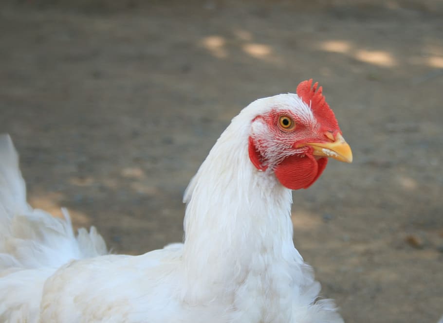 chicken, hen, head, feathers, farm, fowl, poultry, beak, eye