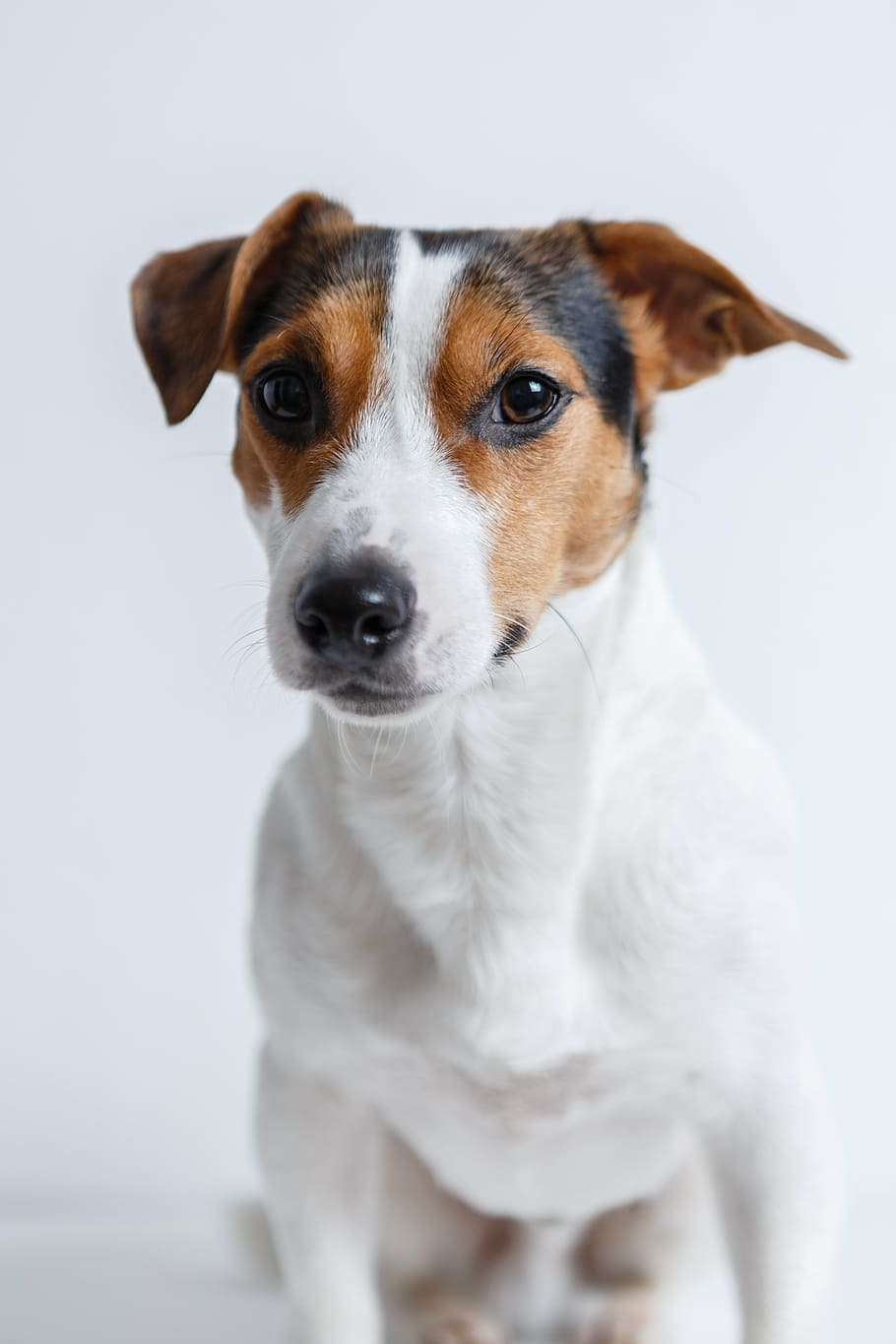 selective focus photography of Jack Russell terrier, dog, puppy, HD wallpaper