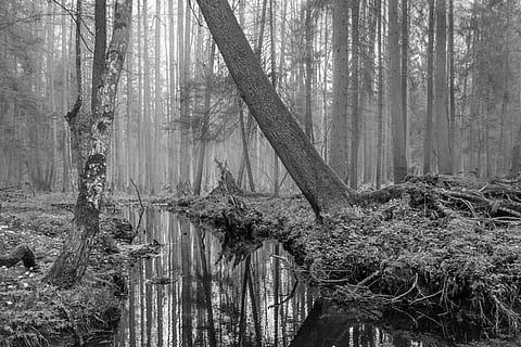 Forest, Trees, Water, River, białowieska, puszcza, białowieża HD wallpaper
