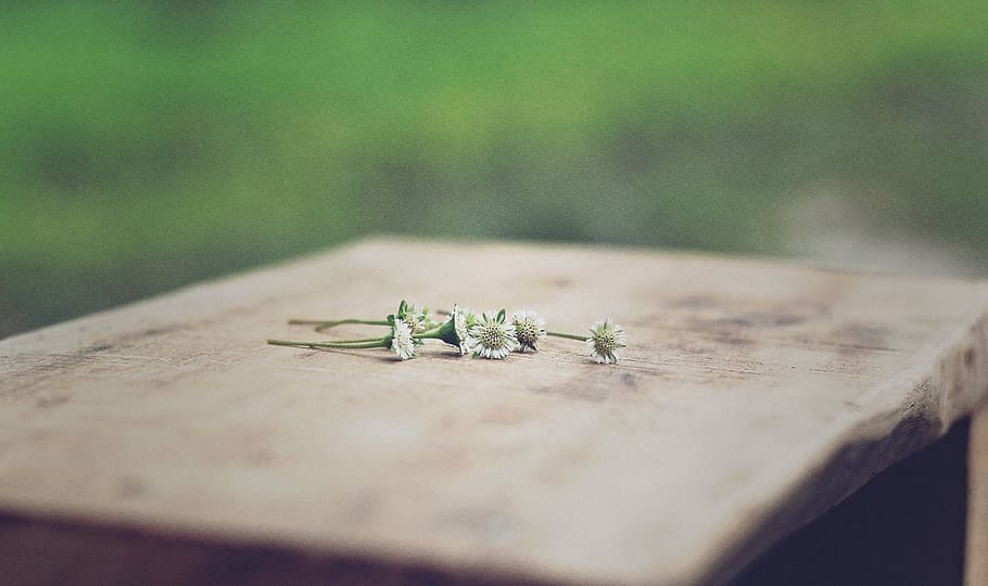weed, flower, selective focus, invertebrate, no people, animal themes HD wallpaper