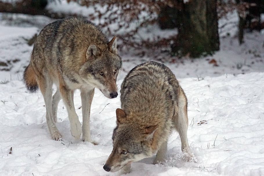 two brown wolves on snow closeup photography at daytime, wolf
