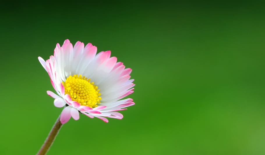 shallow focus photography of flower, color, light, closeup HD wallpaper