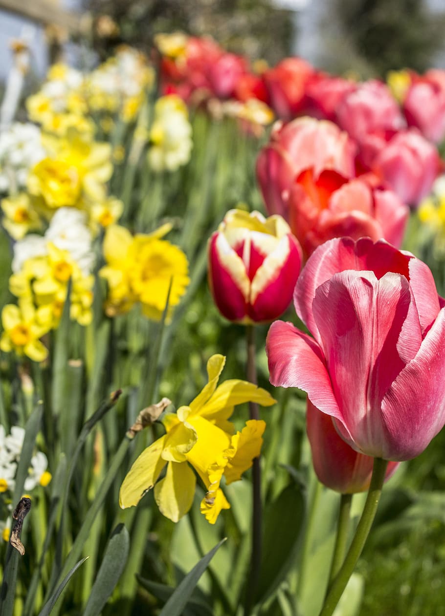 Tulip, Daffodil, Flower, Spring, Nature, floral, spring flower HD wallpaper