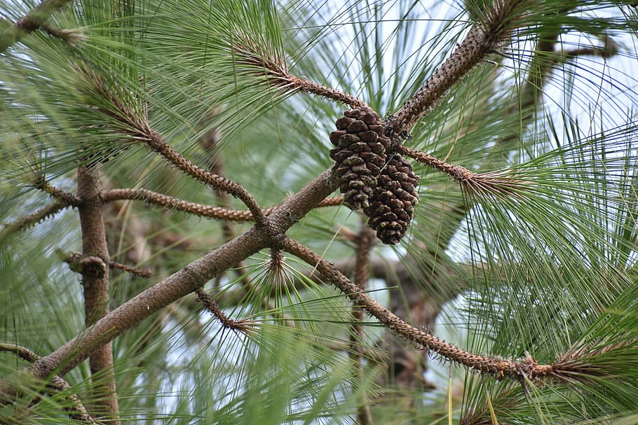 pine cone, conifer, flower, plant, tree, growth, beauty in nature HD wallpaper