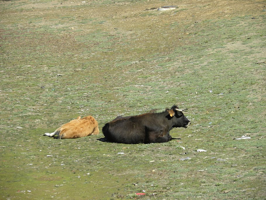Cows, Field, Toro, one animal, animals in the wild, animal wildlife HD wallpaper
