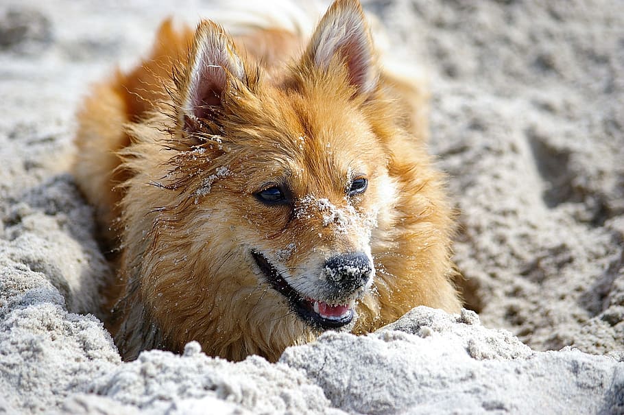 Dog, Shiba, Sand, Bus, tip, joy, beach life, friend, good luck, HD wallpaper