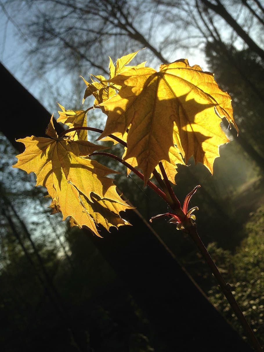 leaves, sun, back light, leaf, plant, forest, nature, autumn HD wallpaper