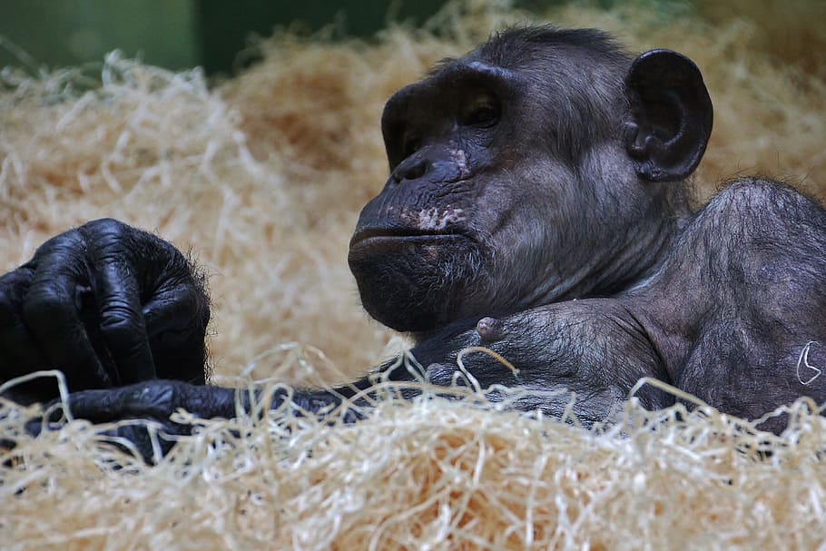 chimpanzee, monkey, ape, zoo, alpha male, antwerp zoo, animal themes HD wallpaper