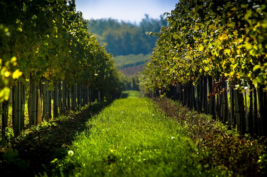 selective focus photography of green grass pathway, Vineyard HD wallpaper