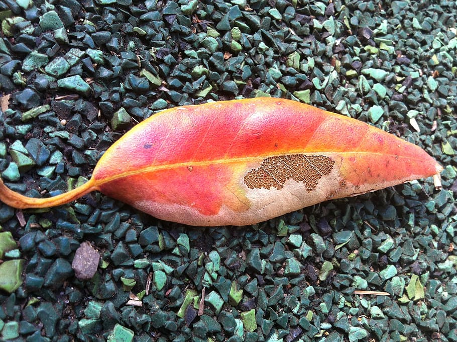 leaf, autumn, decay, fall, leaves, season, ending, death, dying HD wallpaper