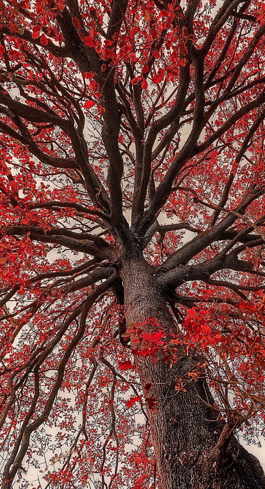 oak, italy, nature, tree, castrocielo, lazio, autumn, leaves, HD wallpaper