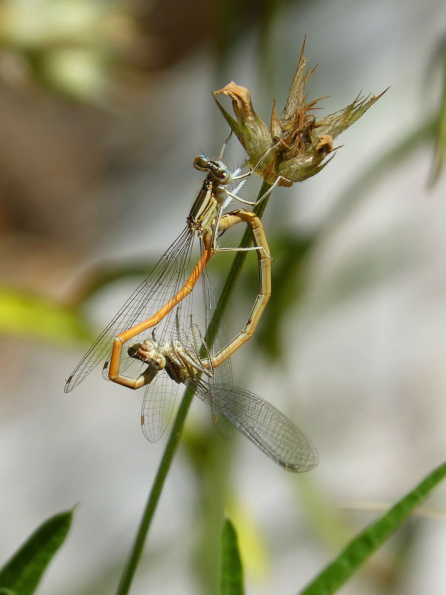 dragonflies, reproduction, copulation, mating, insects mating, HD wallpaper