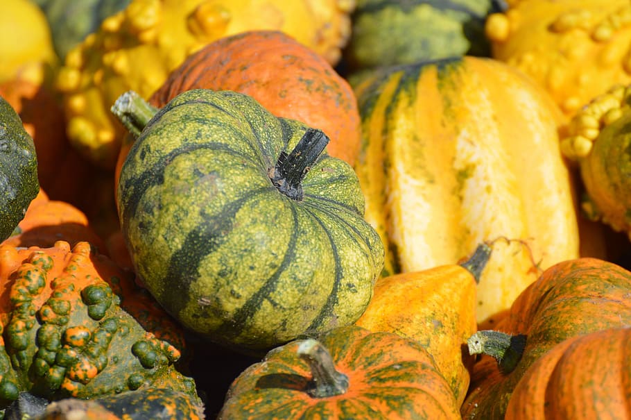 pumpkin, fruit, orange, autumn, cucurbita maxima, choose, large HD wallpaper
