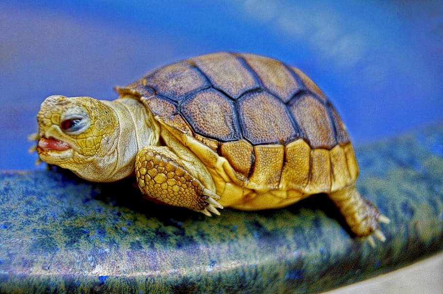 black and brown turtle on top of green and blue surface, animal, HD wallpaper