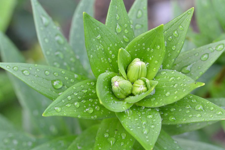 lily, drop of water, plant, green, close up, macro, nature, HD wallpaper