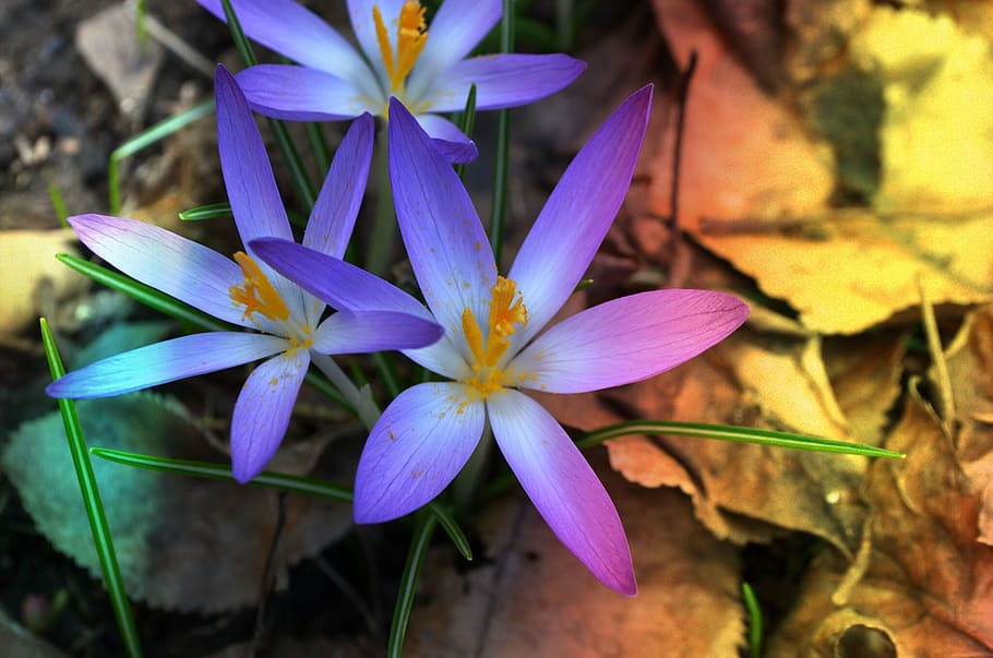 selective focus of purple petaled flowers, nature, plant, spring, HD wallpaper