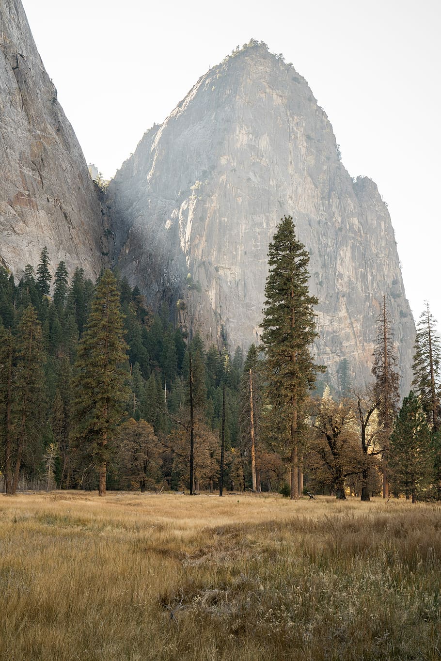 pine tree near mountain, trees near rock formation, cliff, woodland HD wallpaper