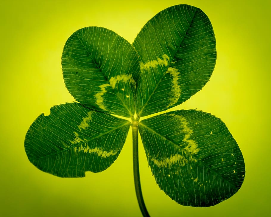 green leaf on yellow background, klee, four leaf clover, vierblättrig, HD wallpaper