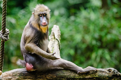 brown baboon monkey sitting on tree branch during daytime, mandrill HD wallpaper