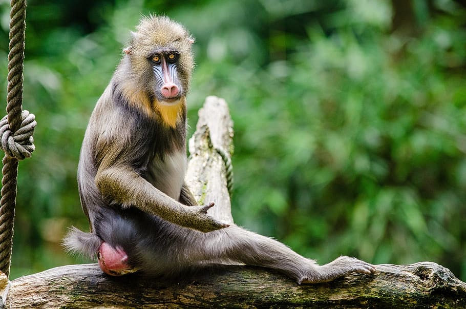 brown baboon monkey sitting on tree branch during daytime, mandrill HD wallpaper