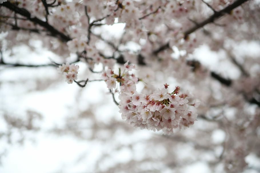 spring, cherry blossom, sakura, freshness, flowering plant HD wallpaper