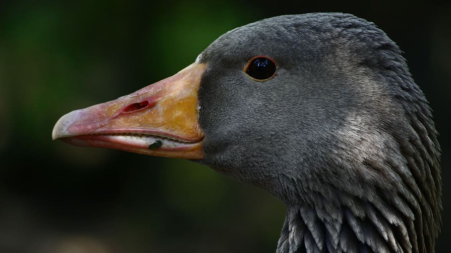 Bird, selective focus photography of duck's head, eye, closeup HD wallpaper