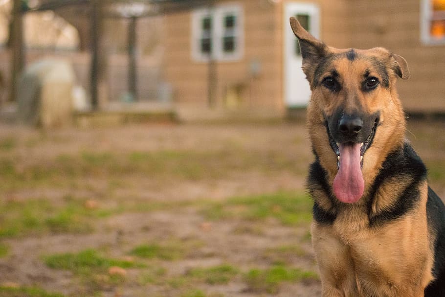 Dog, German Shepard, Backyard, pet, domestic, outdoor, brown HD wallpaper