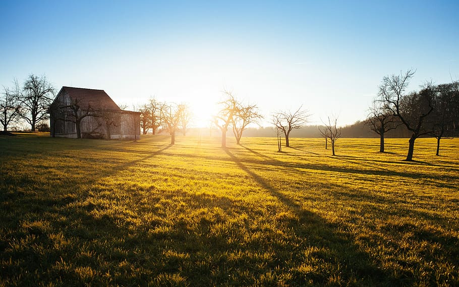 brown bare trees near gray wooden house, photo of brown wooden barn during daytime HD wallpaper