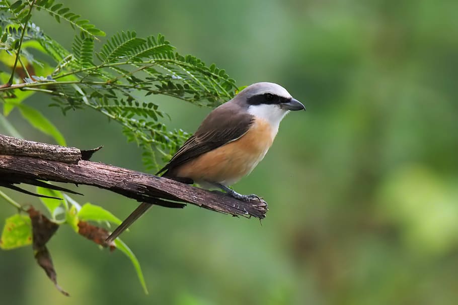 photo of brown, black, and white bird perching on branch, wildlife