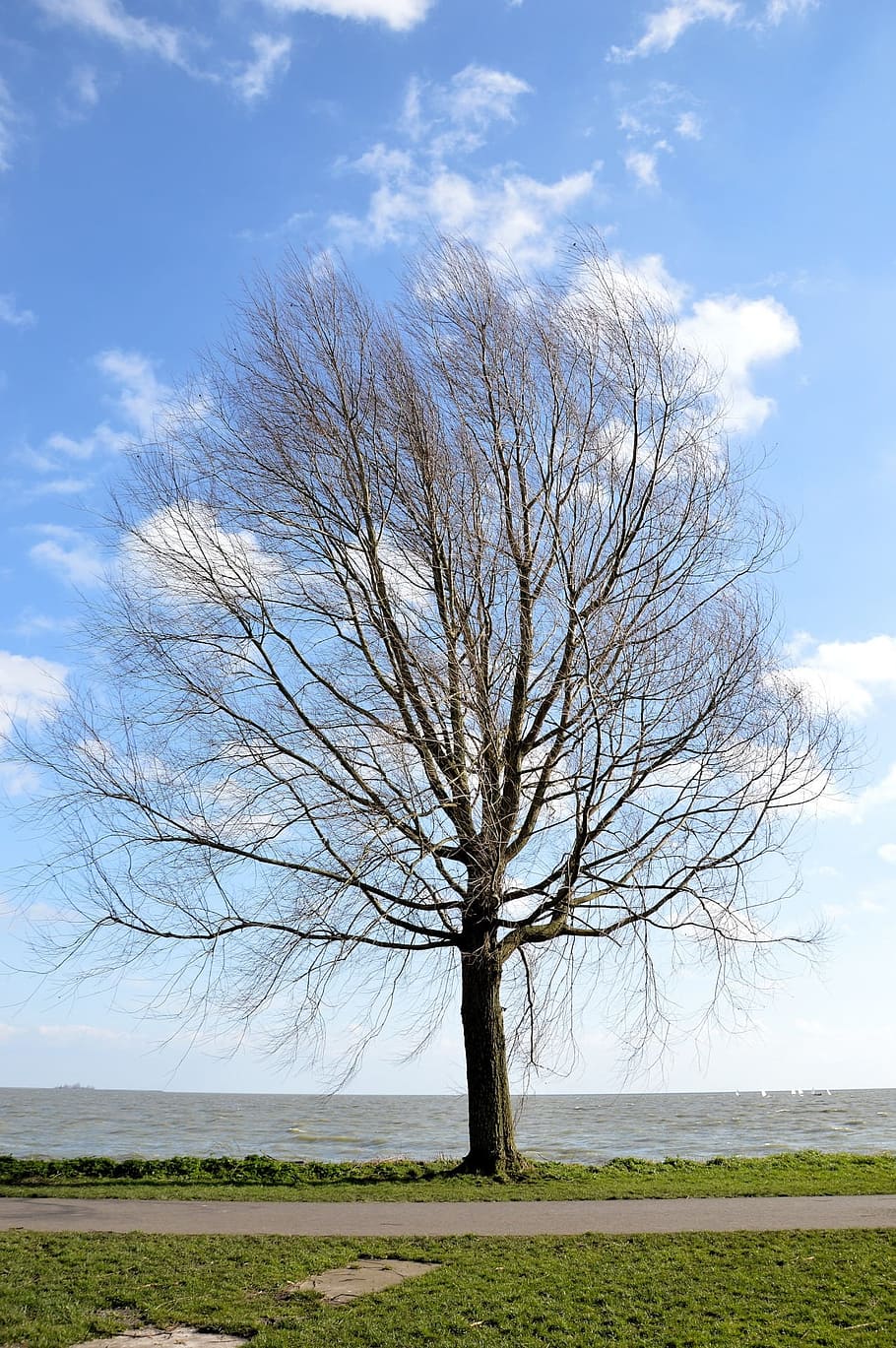 tree, lake, nature, landscape, environment, tranquil, sky, clouds HD wallpaper