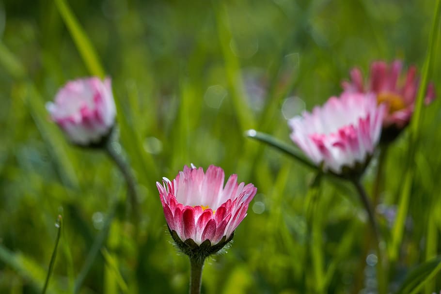 Daisy, Flowers, White, Pink, Meadow, a drop of water, rosa HD wallpaper