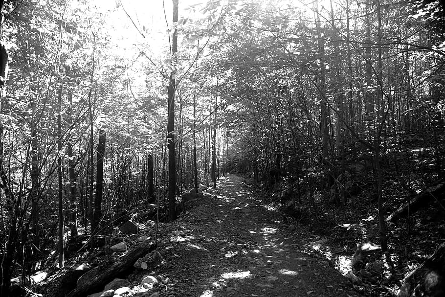 forest, woods, trail, trek, hike, path, nature, trees, dirt HD wallpaper