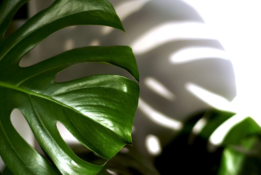 sheet, plant, philodendron, shadow, green color, plant part HD wallpaper