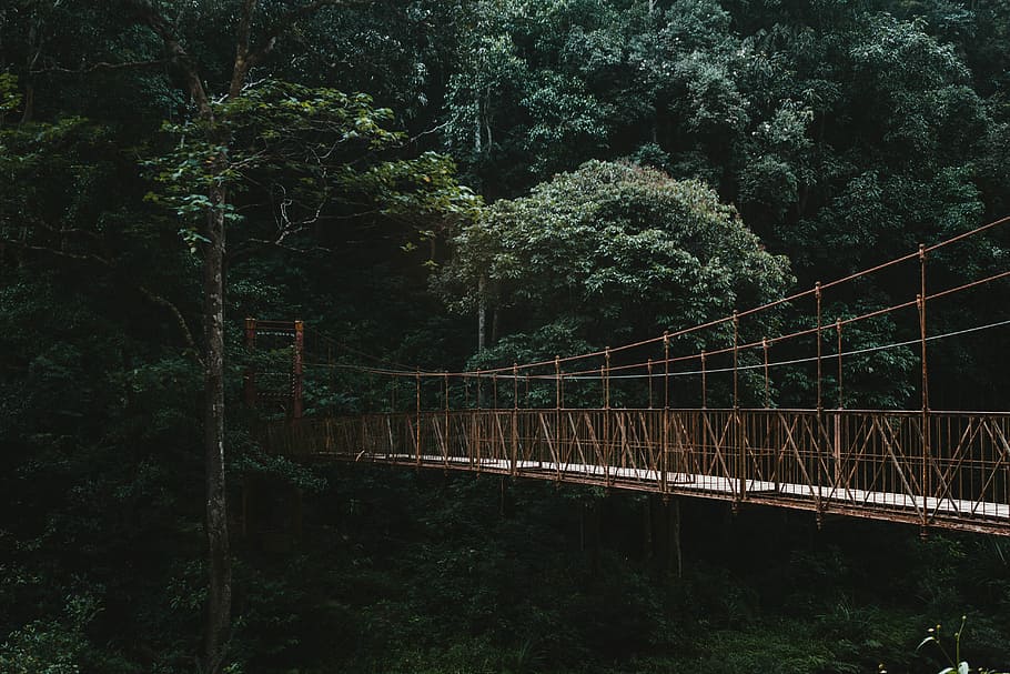 Hd Wallpaper Brown Suspension Bridge Brown Hanging Bridge Forest