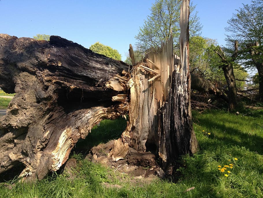 Tree, Overturned, Wood, Forest, storm, old, nature, landscape, HD wallpaper