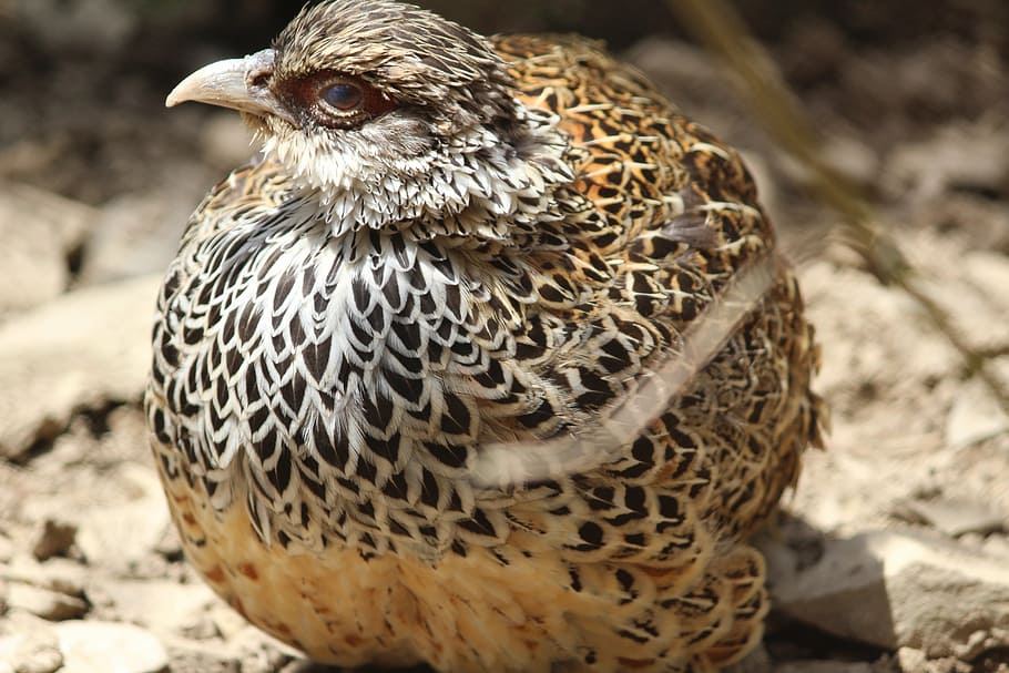 pheasant, indian birds, himalayan birds, animal, animal themes HD wallpaper