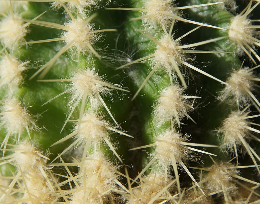 cactus, sting, desert, green, white, nature, window sill, casting HD wallpaper