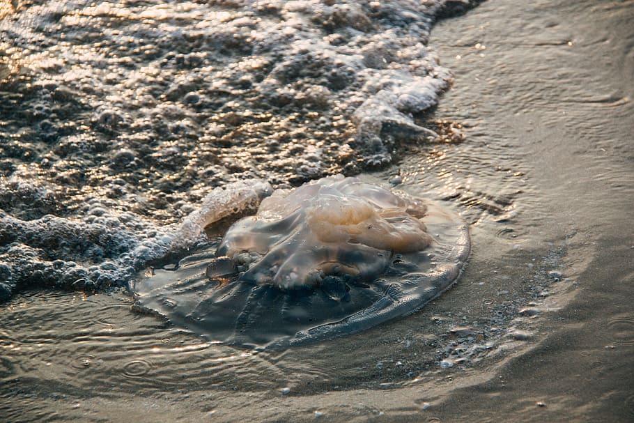 sea, nature, beach, sand, animal, bay, bubbles, close-up, coast HD wallpaper