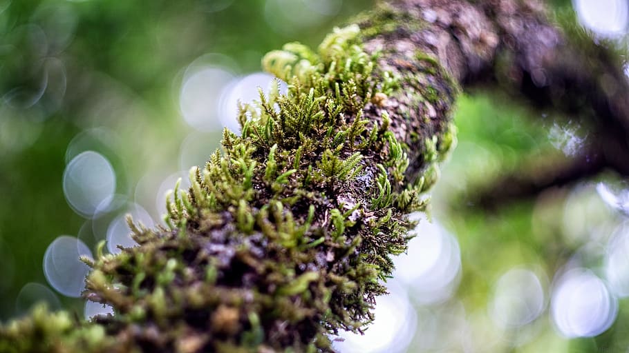 Tree, Moss, Nature, Green, Forest, Plant, natural, landscape HD wallpaper