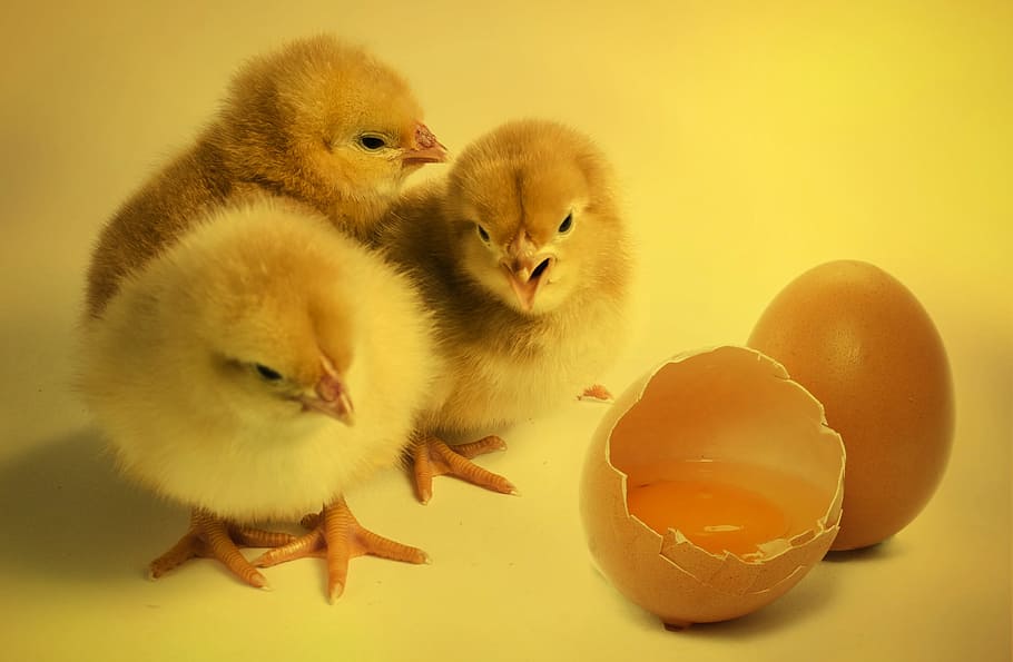 three yellow chicks beside cracked egg, bird, chickens chicks