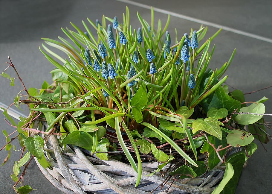 spring flowers, natural, plant, beautiful, spring plants, easter HD wallpaper