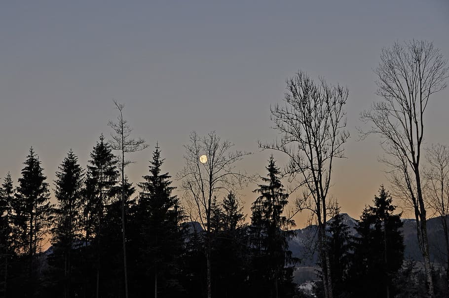 moon, landscape, evening, sky, dusk, nature, tree, forest, winter HD wallpaper