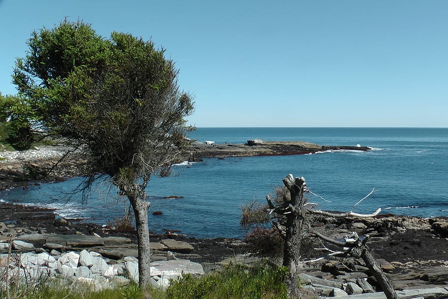 Maine, Ocean, Tree, Scenic, sky, landscape, coastal, coastline HD wallpaper