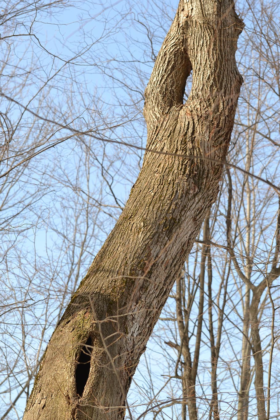 nature, tree, blue sky, plant, branch, bare tree, trunk, tree trunk HD wallpaper